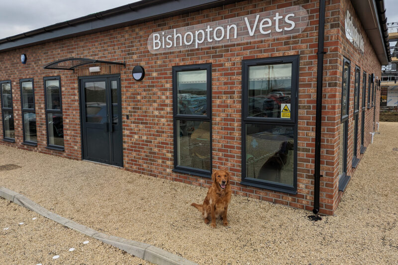 Image of dog outside vets